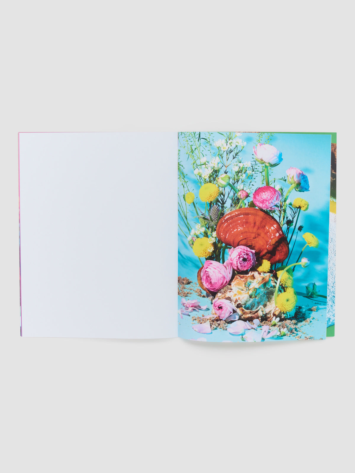 Mushrooms and Friends Zine 4