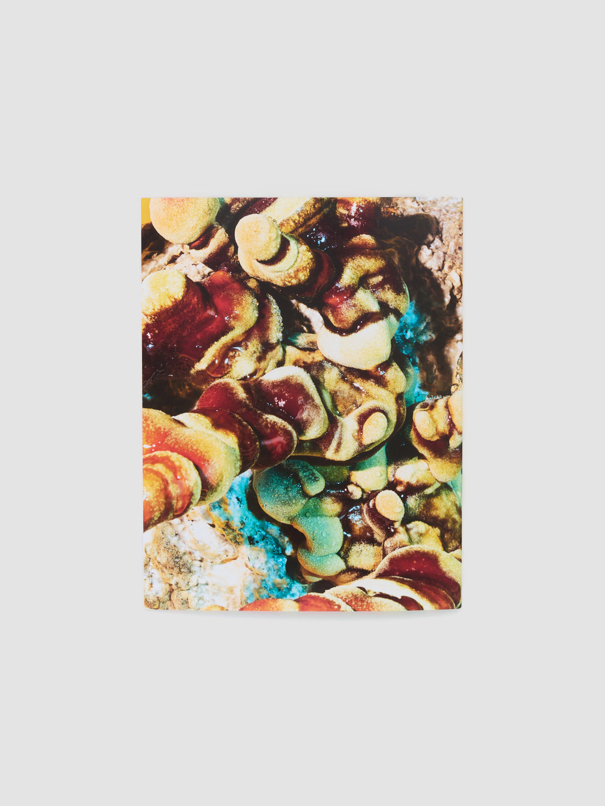 Mushrooms and Friends Zine 4