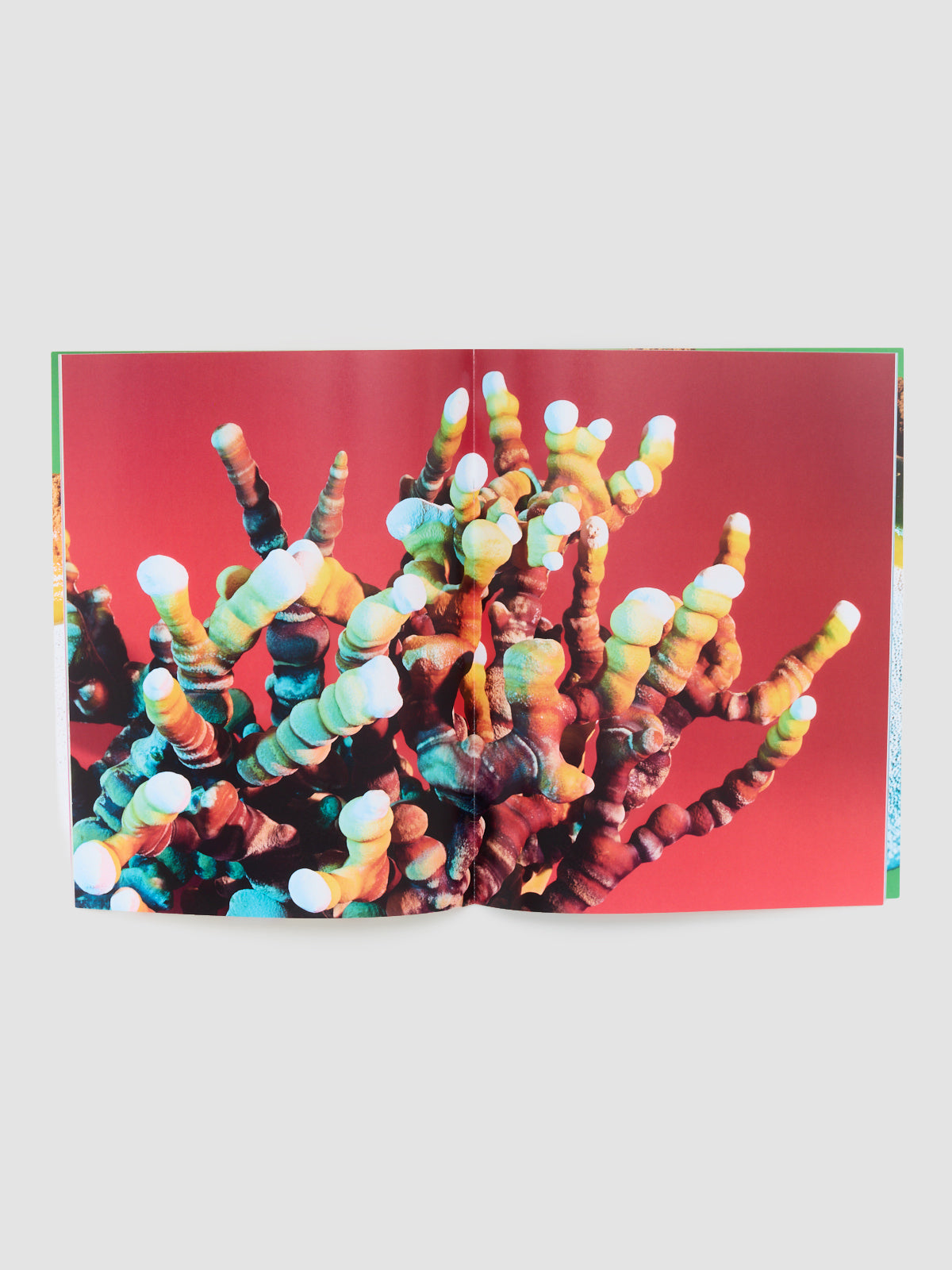 Mushrooms and Friends Zine 4