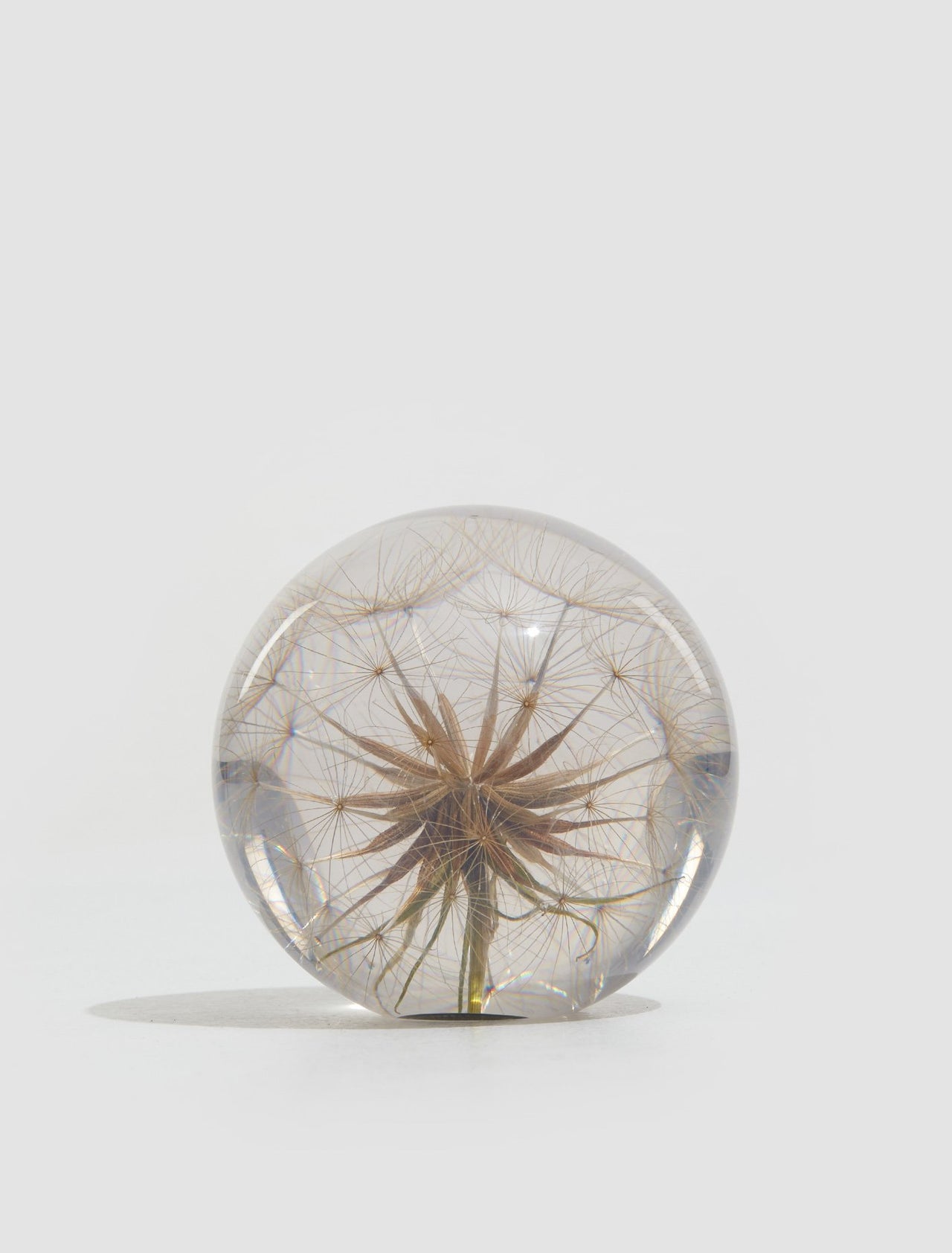 Large Goatsbeard Paperweight