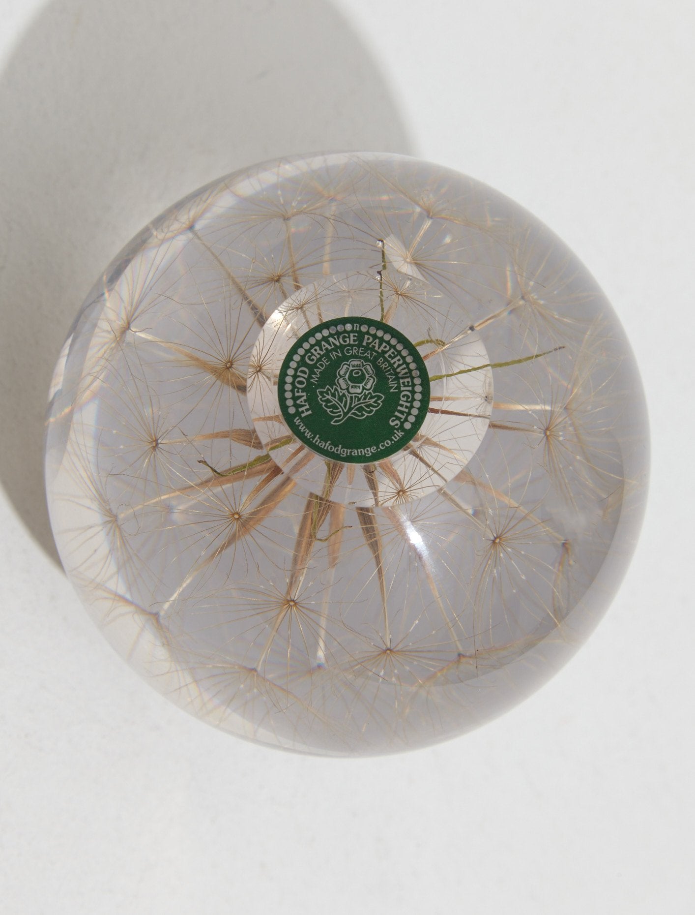 Large Goatsbeard Paperweight