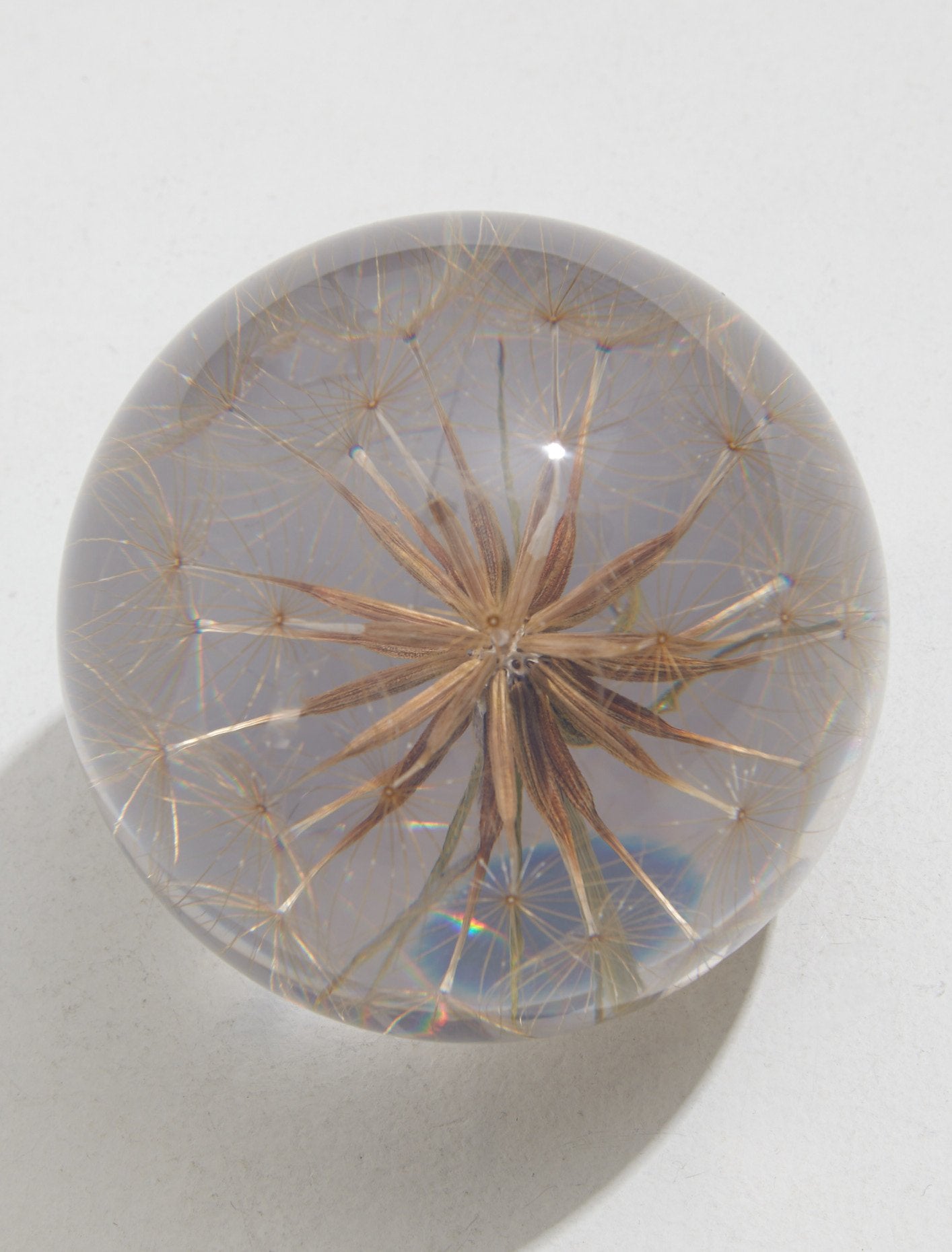 Large Goatsbeard Paperweight