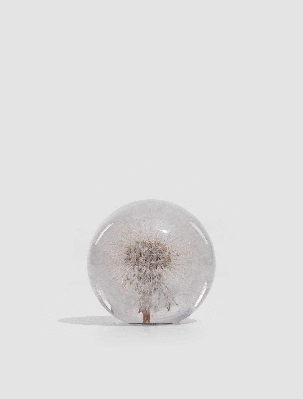 Small Dandelion Paperweight