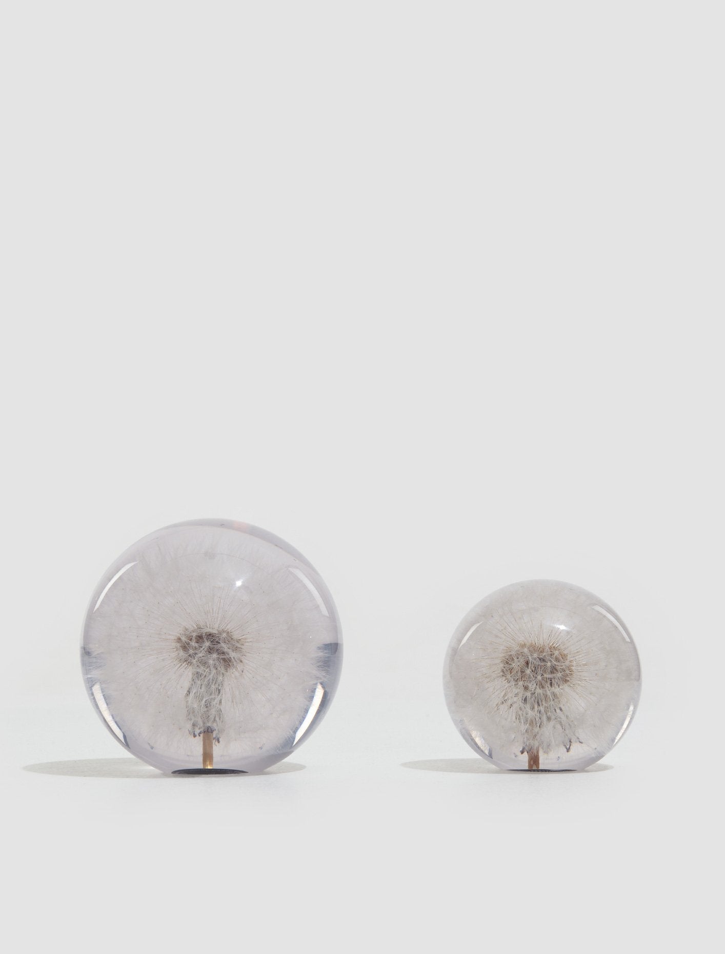 Small Dandelion Paperweight