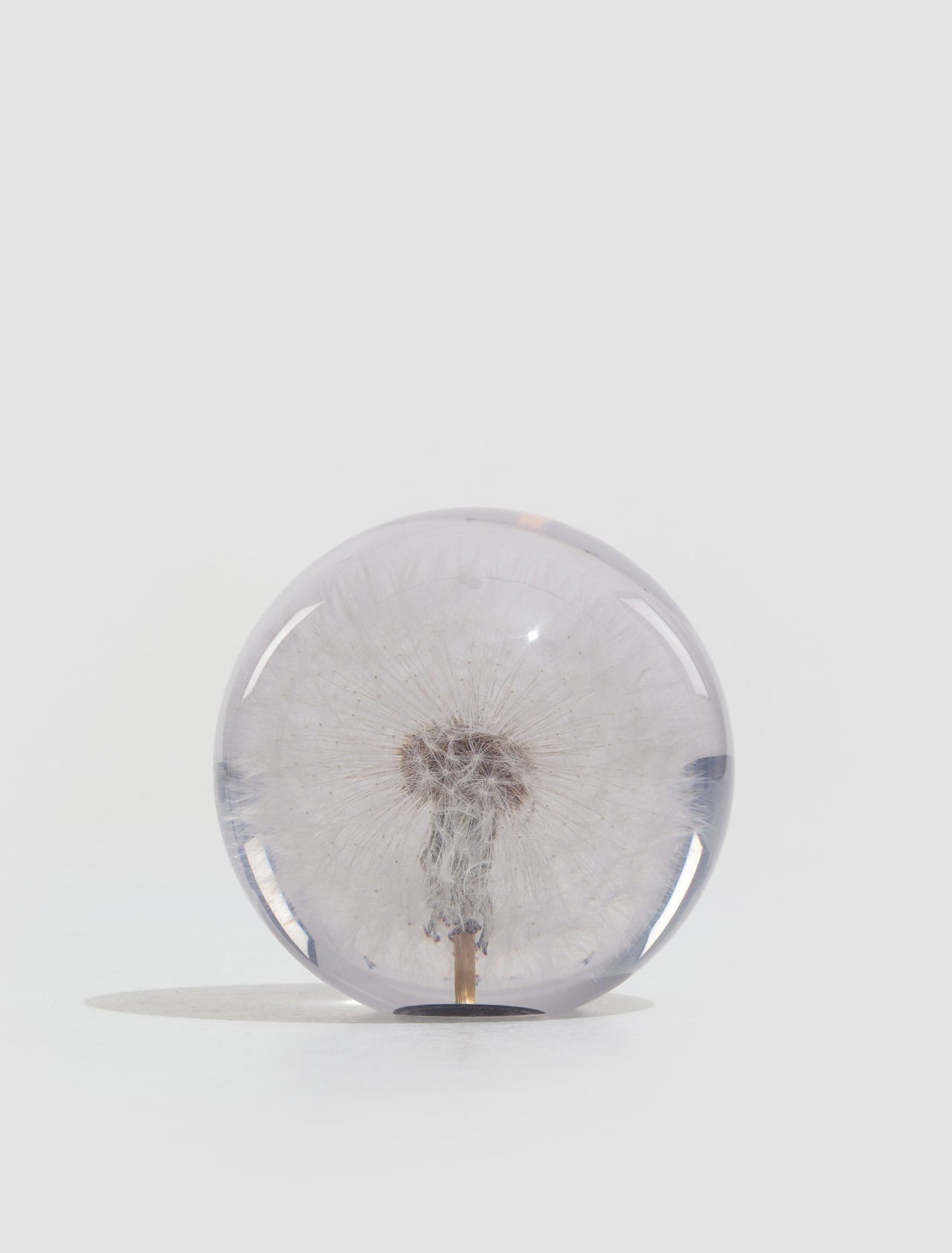 Large Dandelion Paperweight