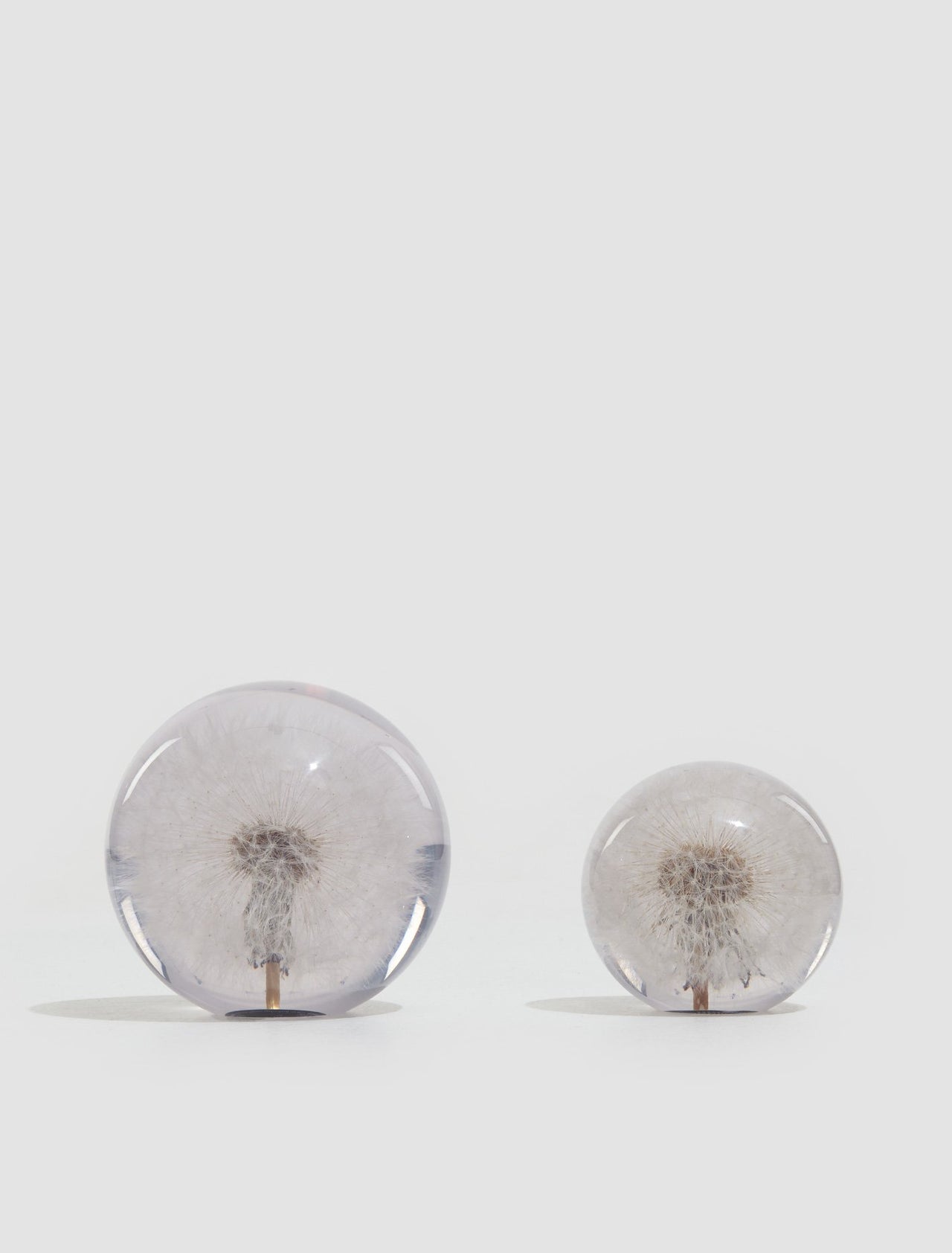 Large Dandelion Paperweight