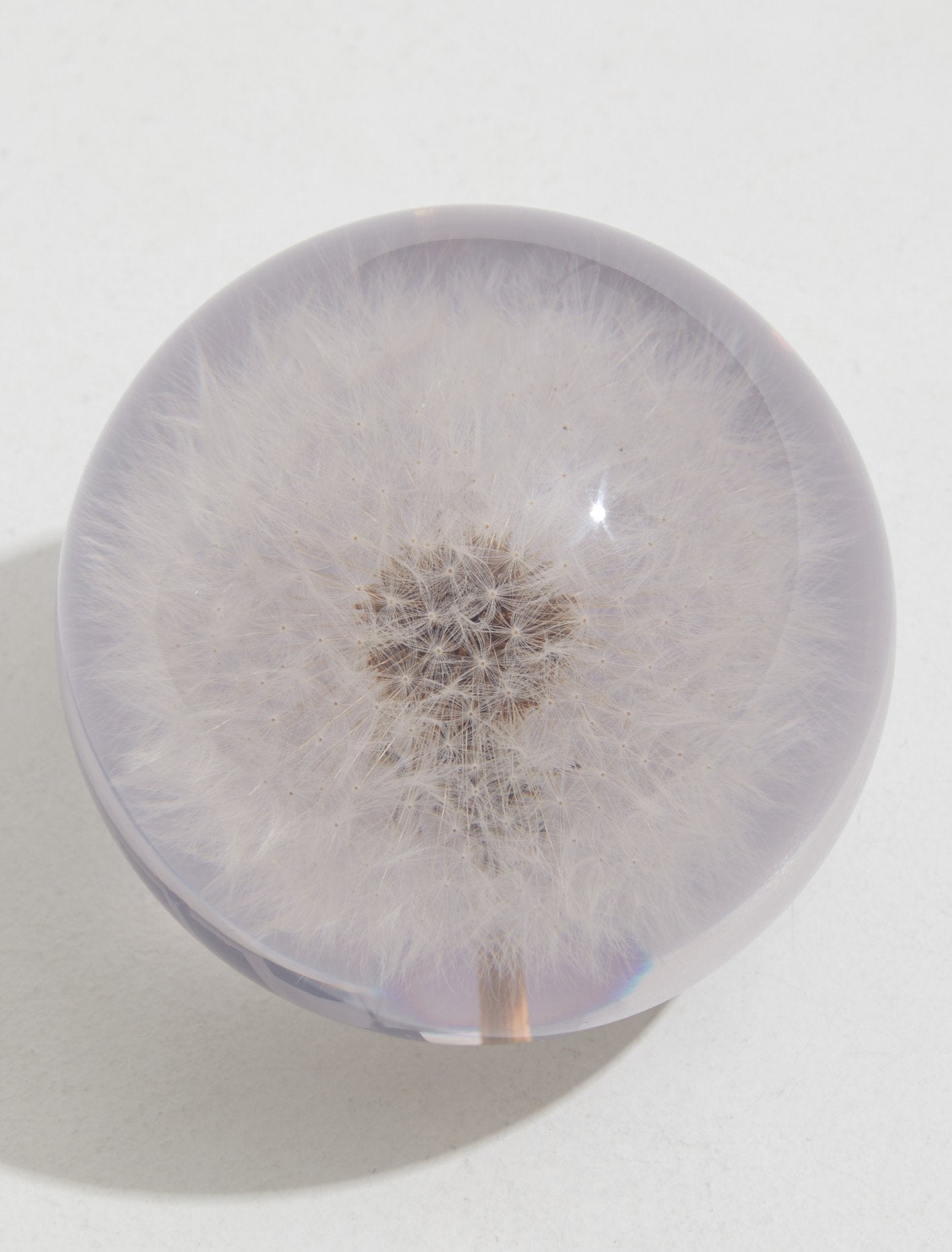 Large Dandelion Paperweight