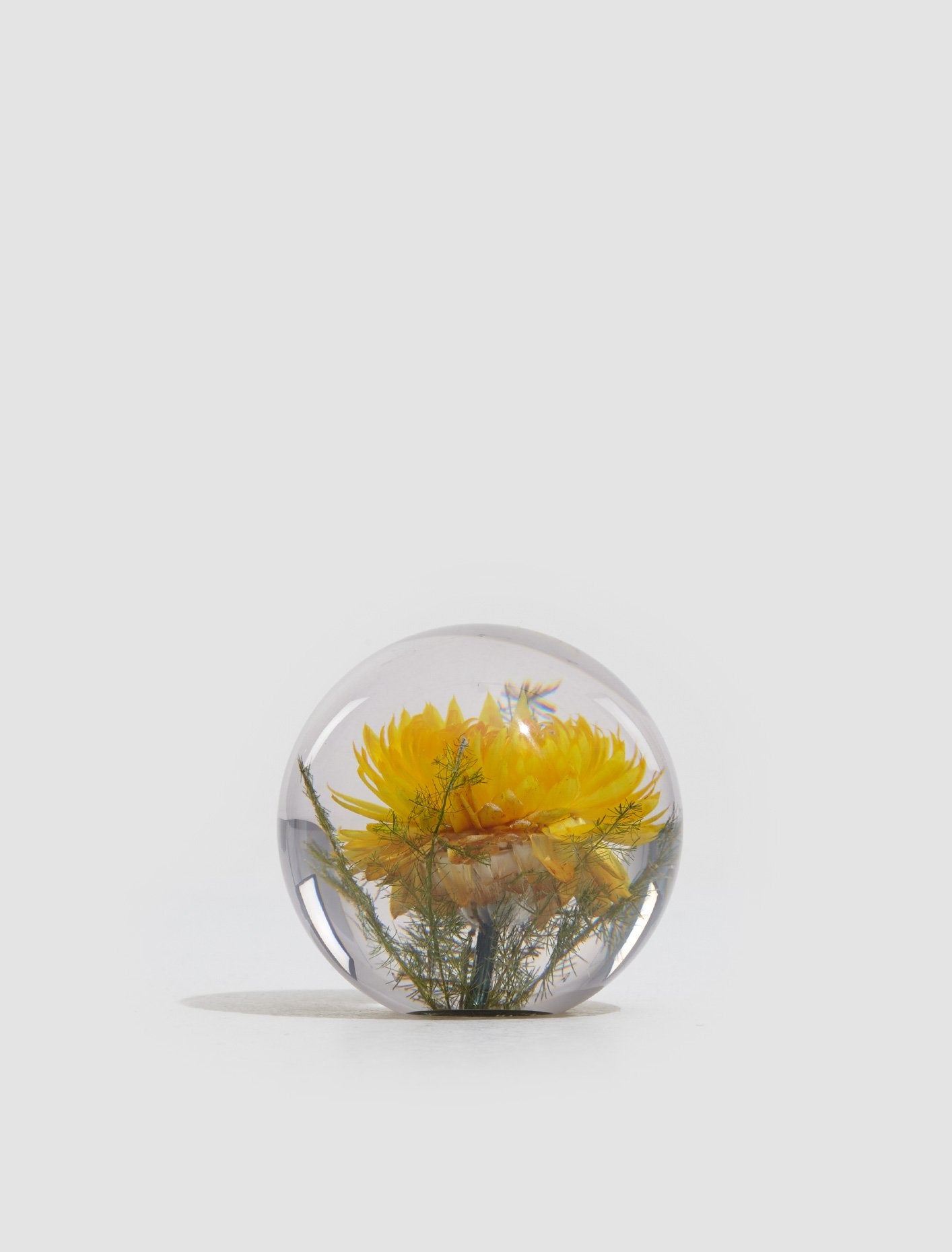 Small Yellow Helichrysum Paperweight