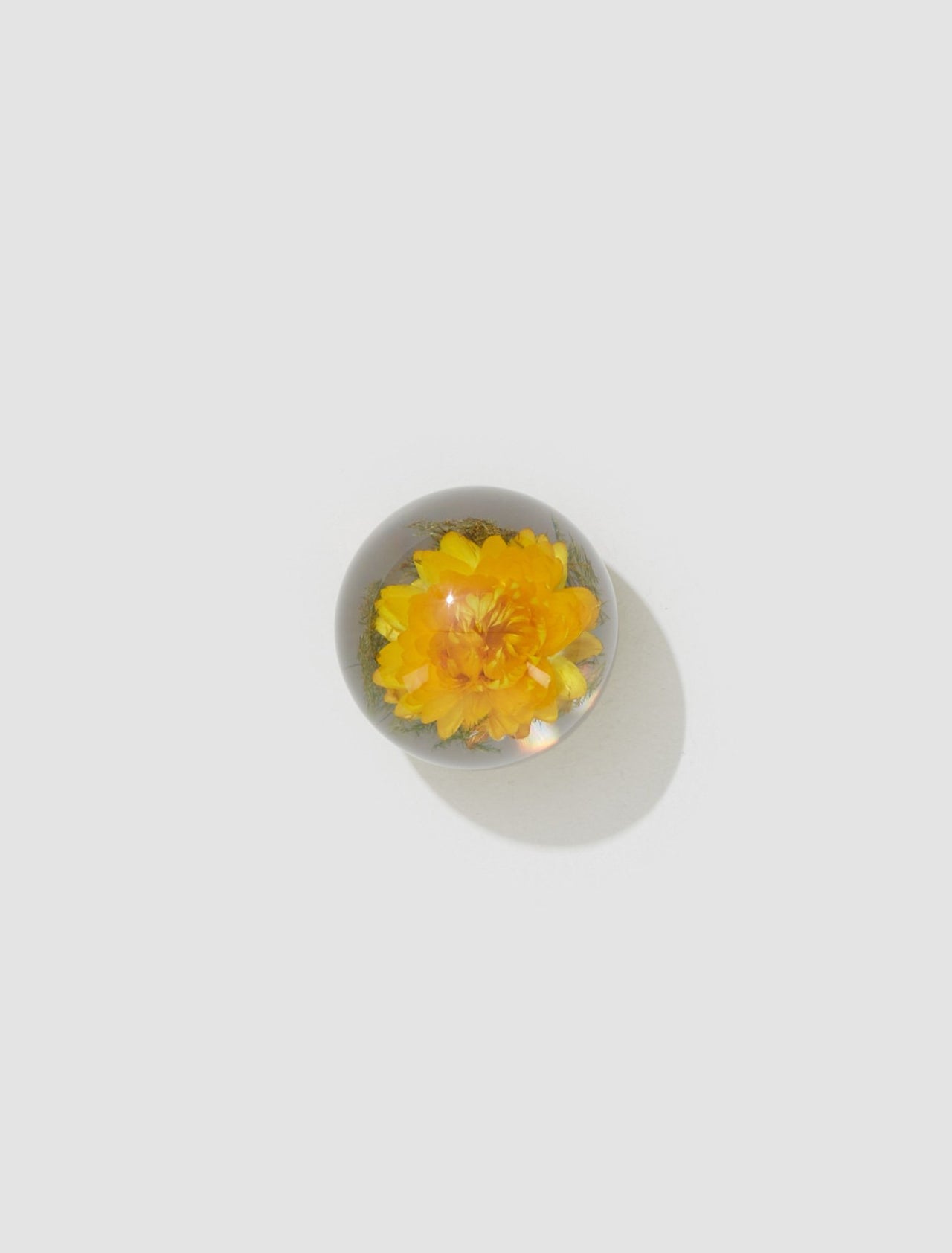 Small Yellow Helichrysum Paperweight