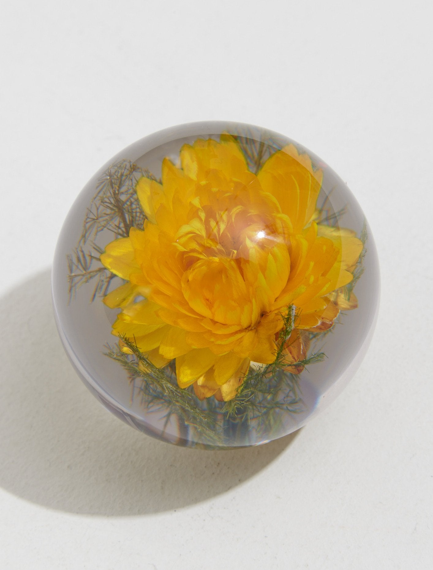 Small Yellow Helichrysum Paperweight