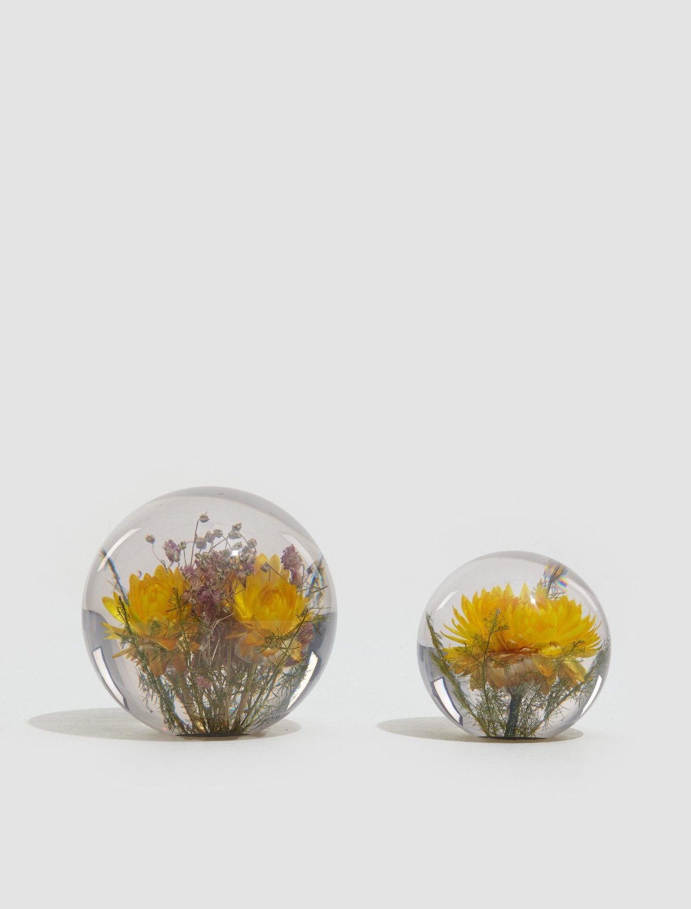 Small Yellow Helichrysum Paperweight