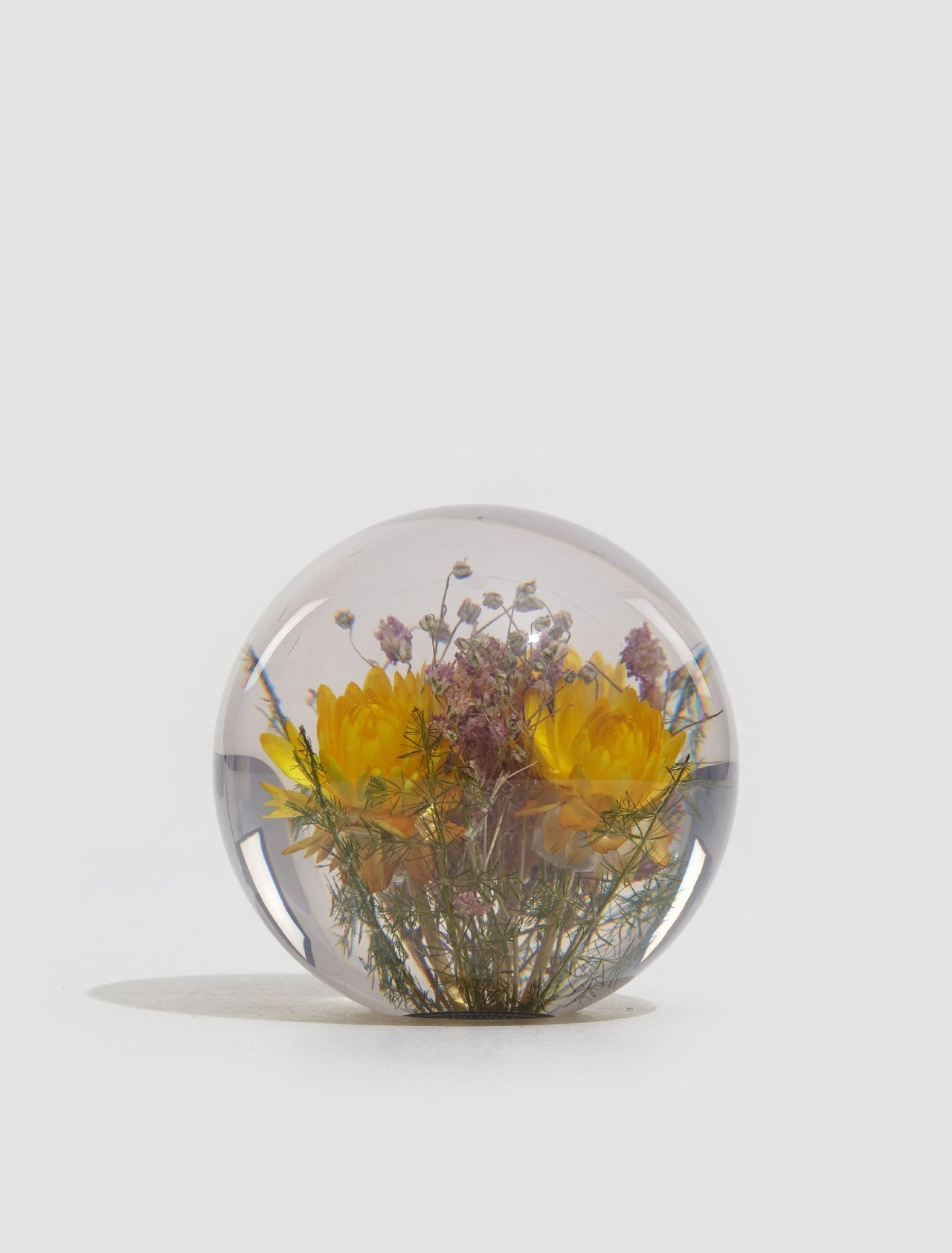 Large Yellow Helichrysum Paperweight