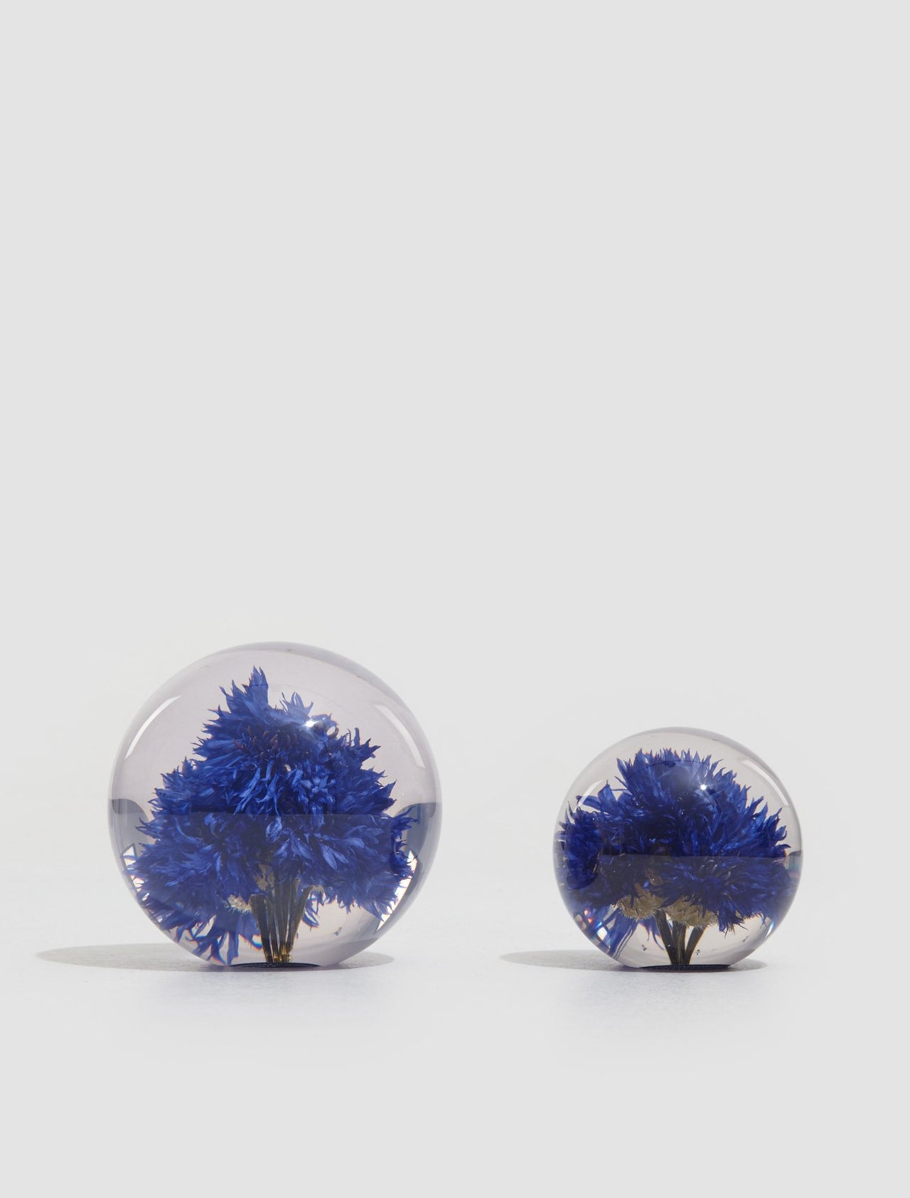 Large Cornflower Paperweight