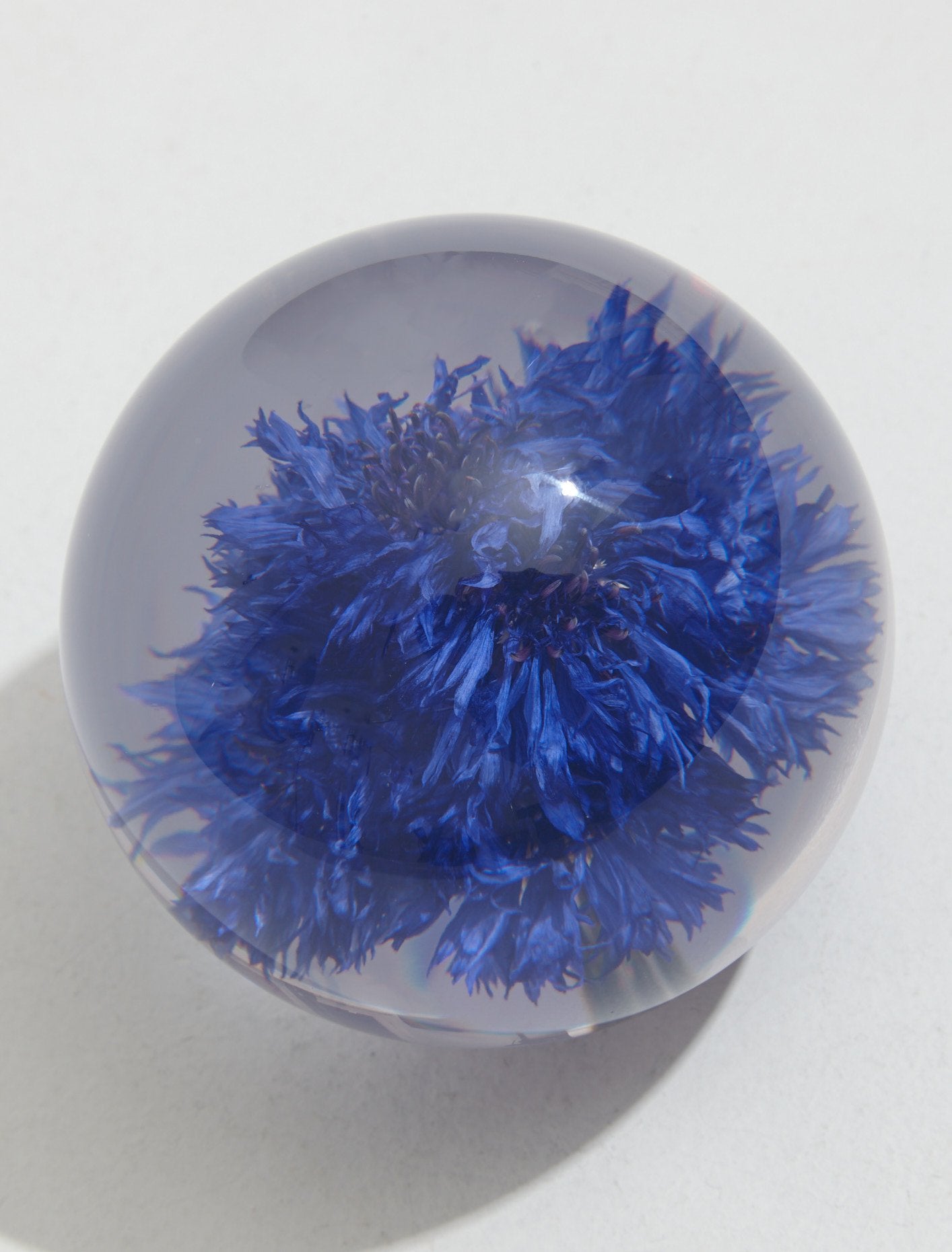 Large Cornflower Paperweight