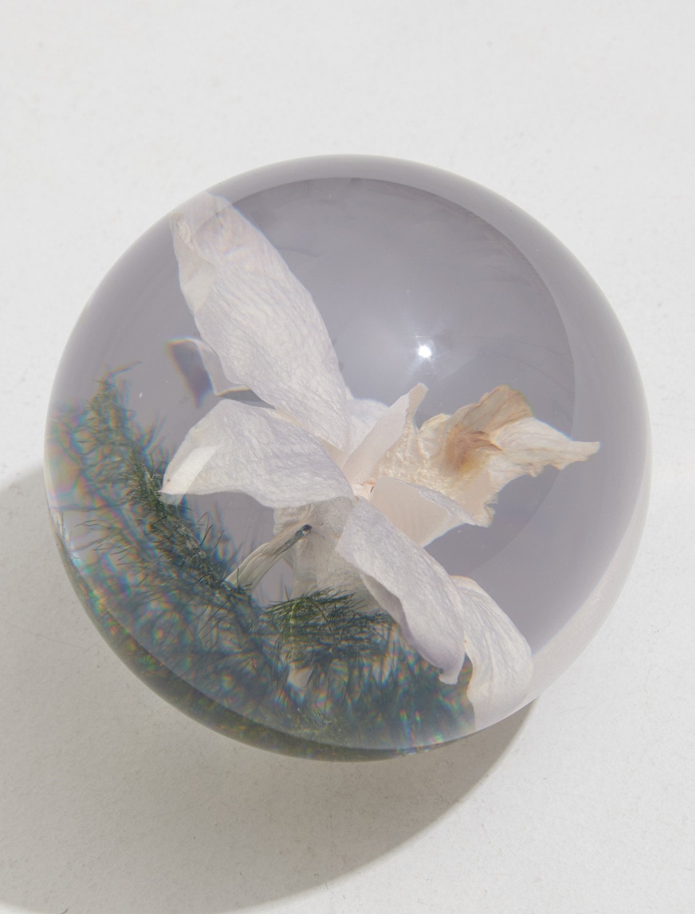 Large Orchid Light Paperweight