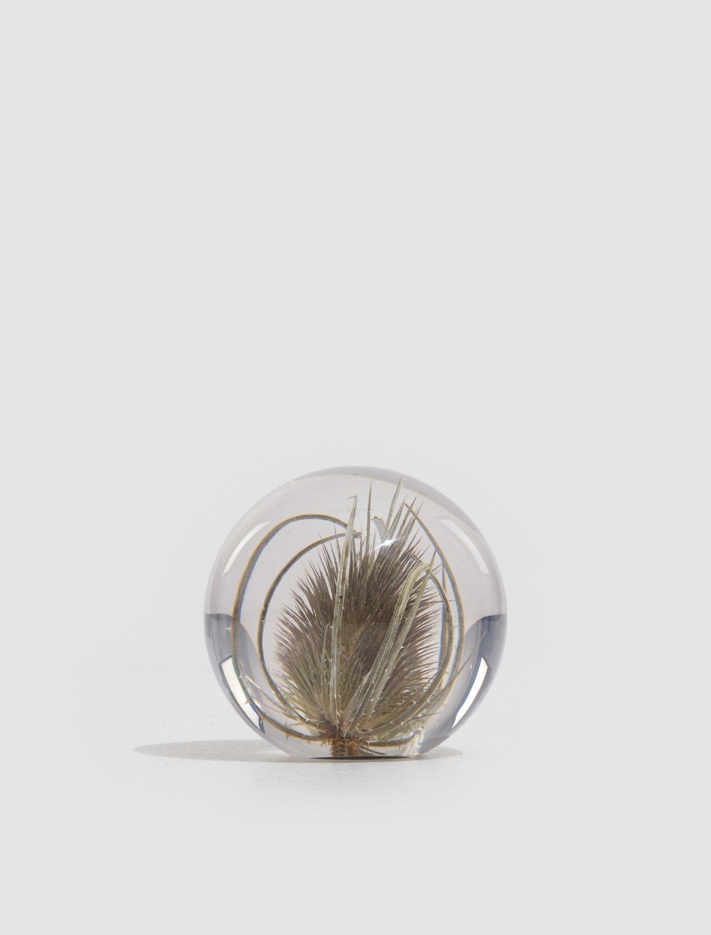 Small Teasel Paperweight