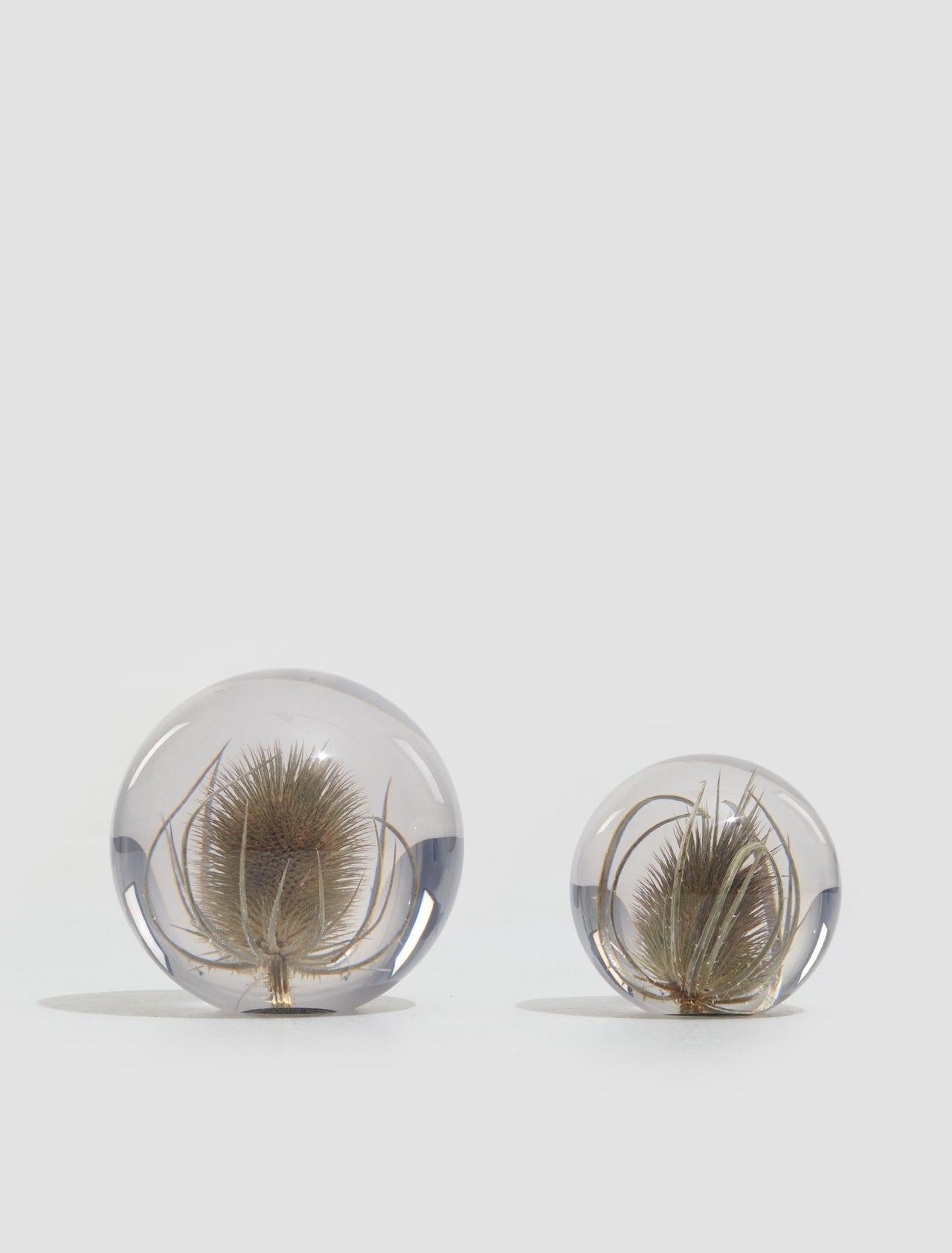 Small Teasel Paperweight