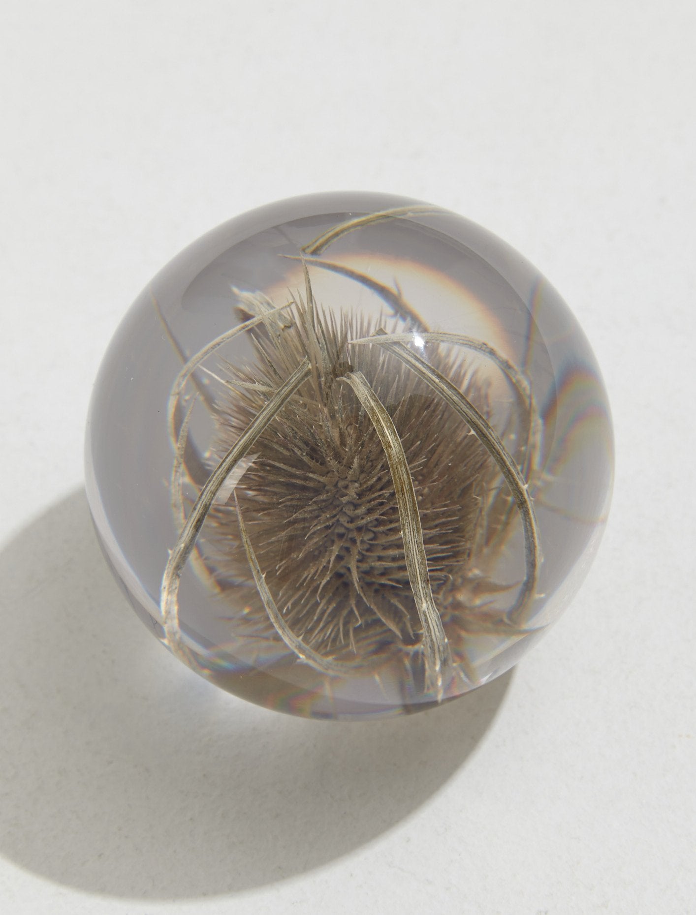 Small Teasel Paperweight