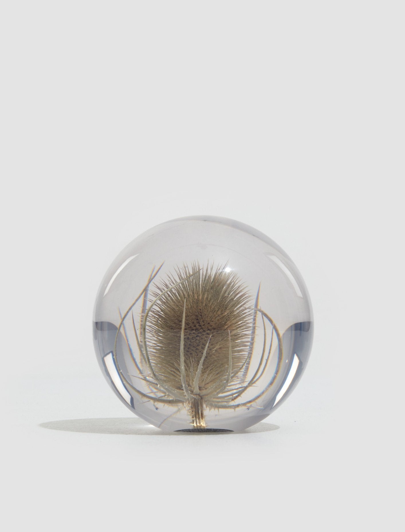 Large Teasel Paperweight