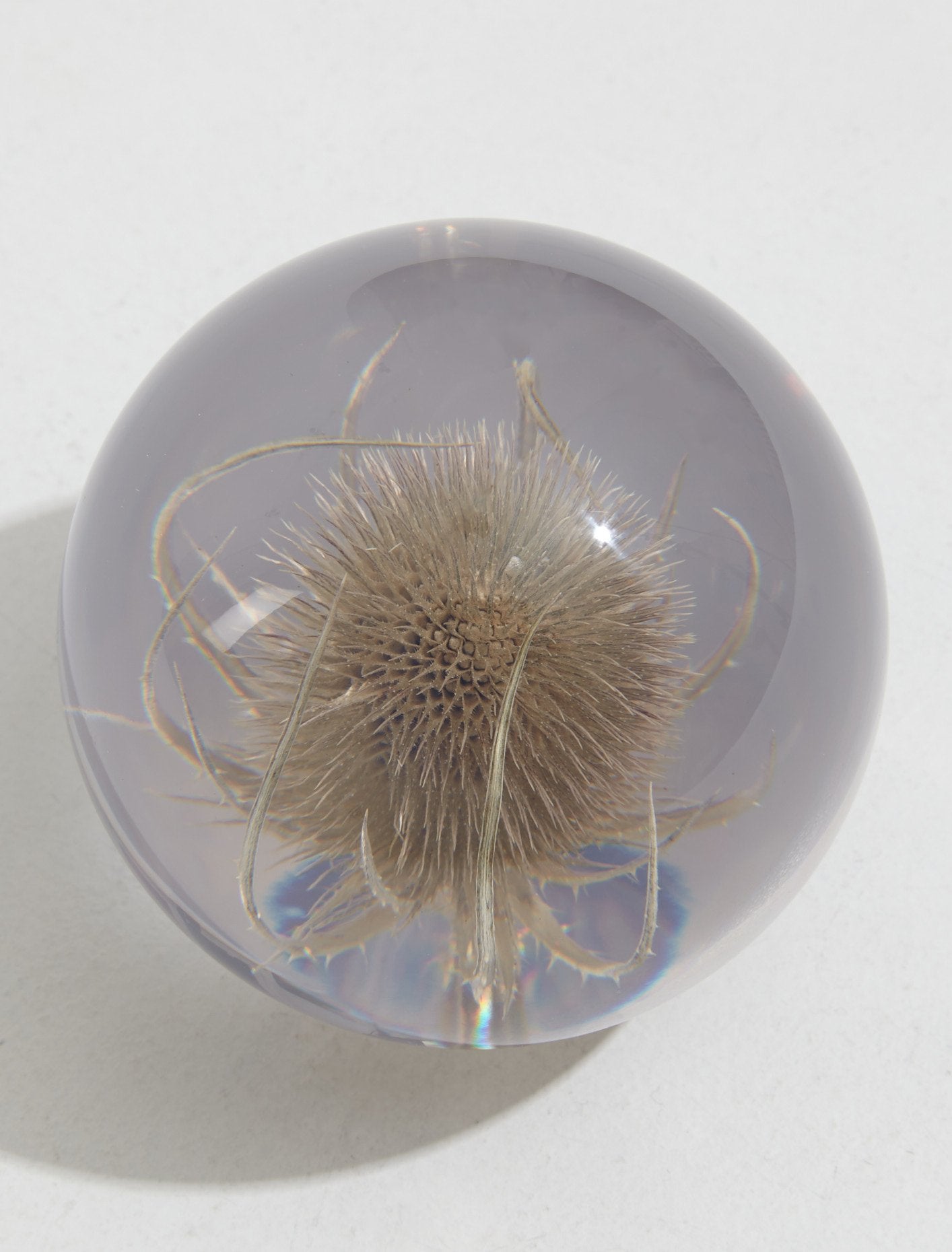 Large Teasel Paperweight