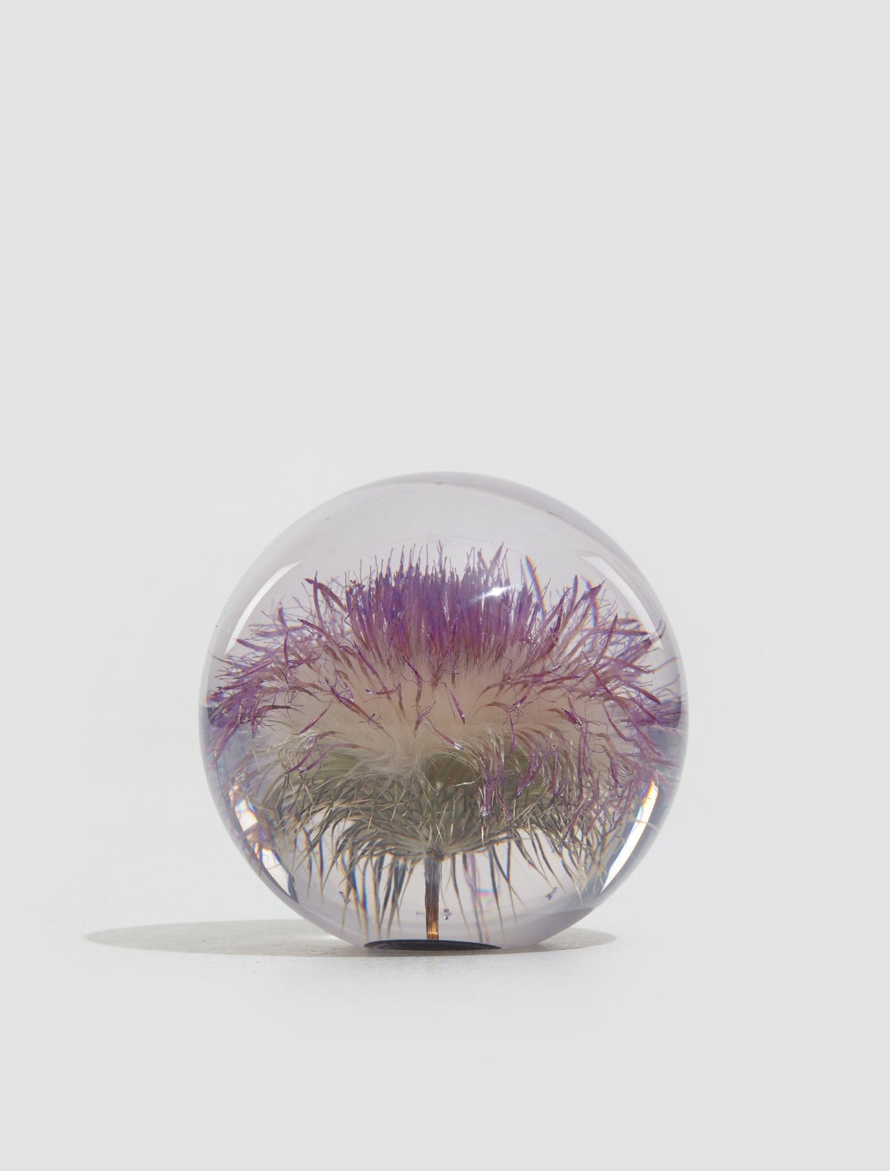 Large Open Thistle Paperweight