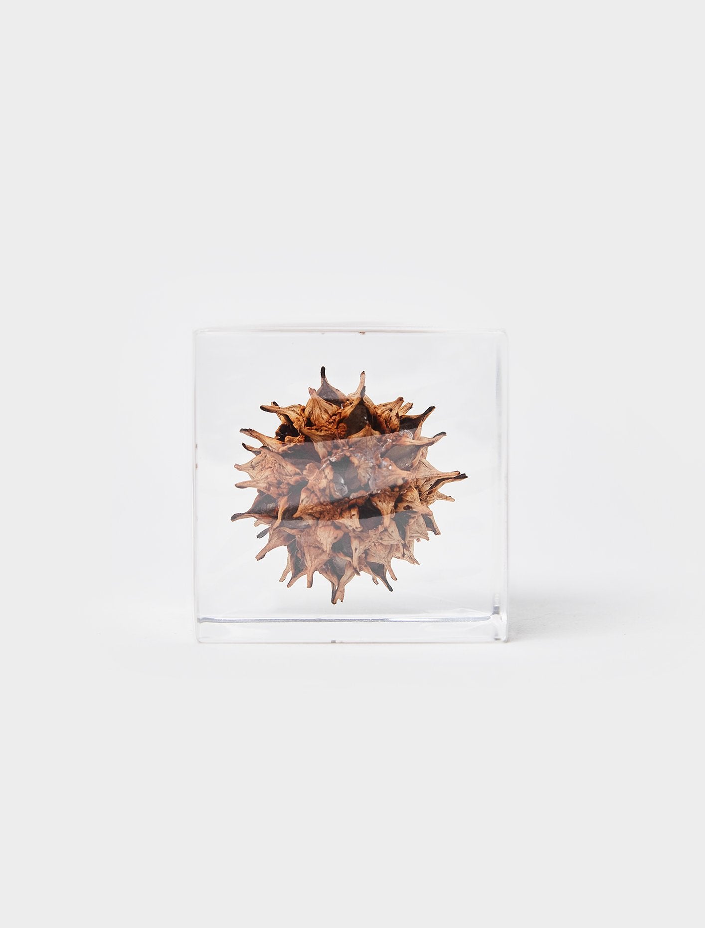 American Sweetgum - Sola Cube